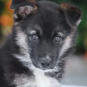 Jack
