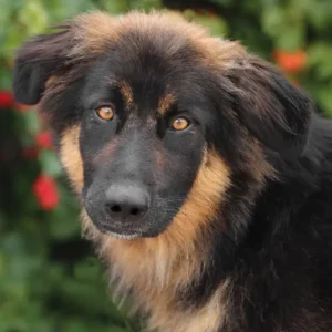 Juno